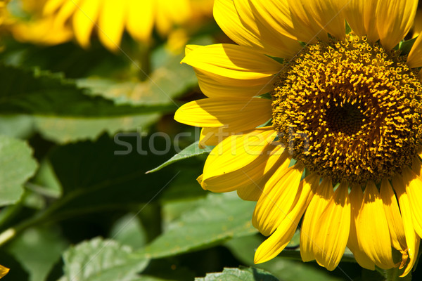 Słońce kwiat wygaśnięcia charakter tle Zdjęcia stock © FrameAngel