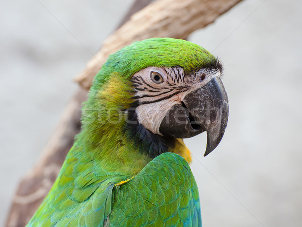 Blue and Gold macaw, Scientific name 'Ara ararauna' bird Stock photo © FrameAngel