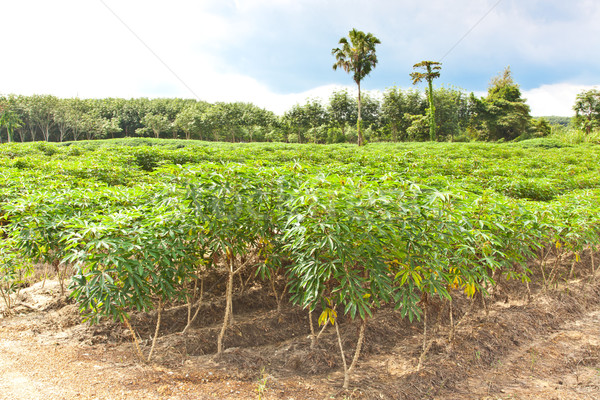 Agriculture, Cassava farm and plant growth Stock photo © FrameAngel