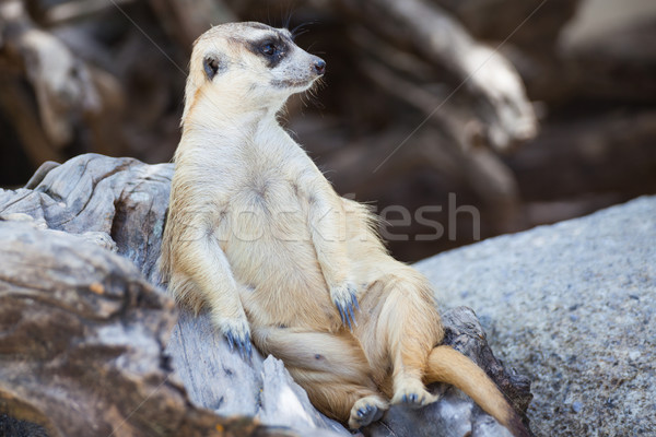 alert meerkat (Suricata suricatta) sitting and relax on tree as  Stock photo © FrameAngel