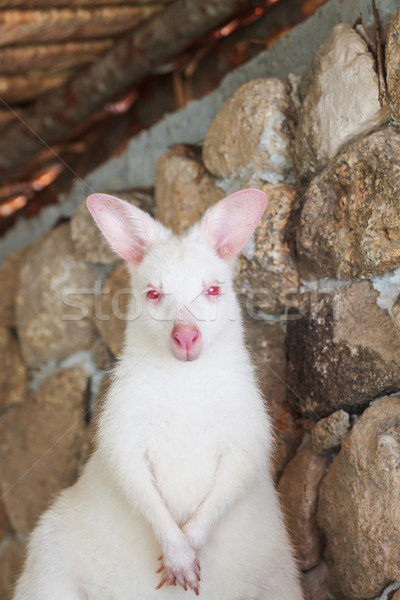 Foto stock: Canguro · blanco · color · bebé · naturaleza · mamá