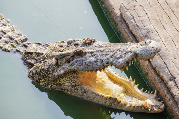 крокодила зеленый пруд открытых челюсть Сток-фото © FrameAngel