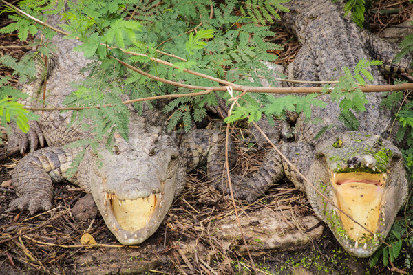 çift krokodil bekleme kurban Stok fotoğraf © FrameAngel