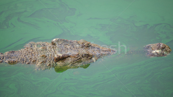 crocodile in green pond Stock photo © FrameAngel