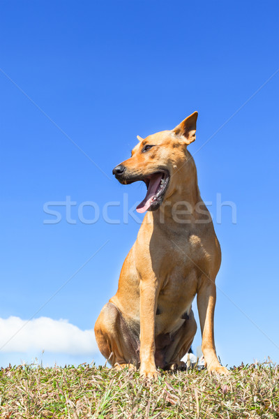 [[stock_photo]]: Portrait · chien · brun · permanent · champ · d'herbe · chien · herbe