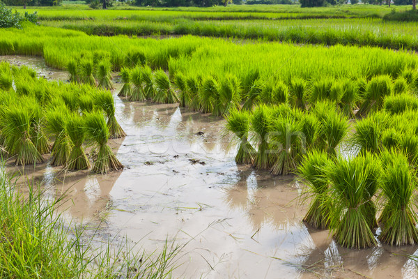 Sprout, Thai Rice field Stock photo © FrameAngel