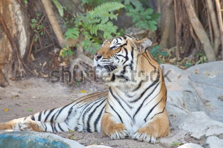 Siberian Tiger Stock photo © FrameAngel