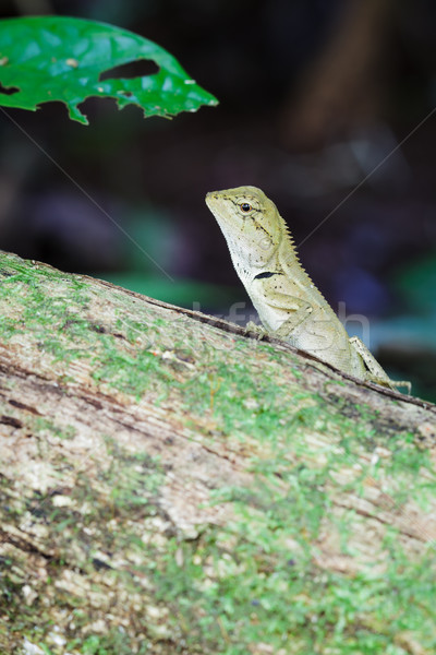 Holz tropischen Wald asia Thailand Stock foto © FrameAngel