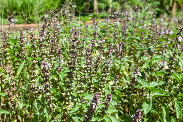 Basilico foglie raccolto fresche foglia giardino delle erbe Foto d'archivio © FrameAngel