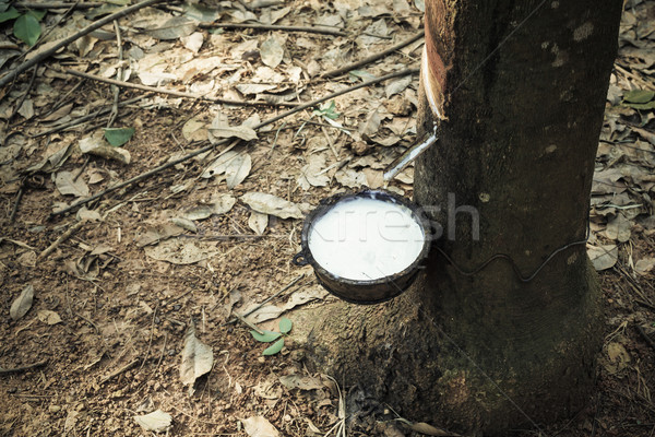milk of rubber tree flows into a bowl Stock photo © FrameAngel