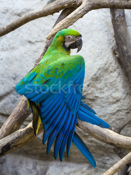 Blue and Gold macaw, Scientific name 'Ara ararauna' bird Stock photo © FrameAngel