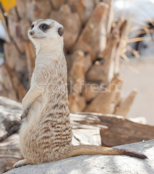 Természet sivatag száj Afrika őr aranyos Stock fotó © FrameAngel
