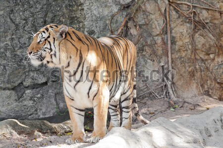 Stock photo: Siberian Tiger