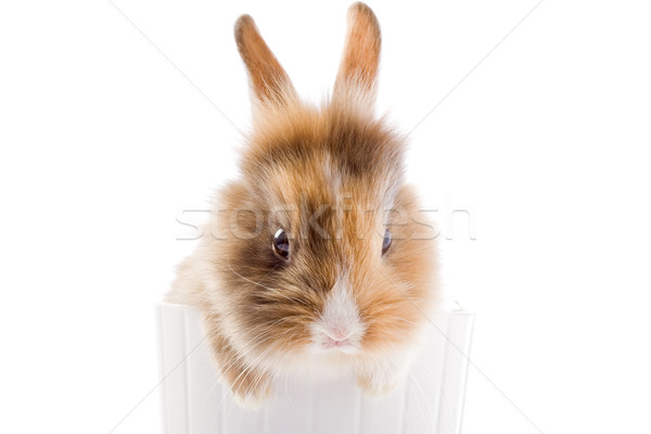 Zwerg Kaninchen Kopf Foto liebenswert weiß Stock foto © Francesco83