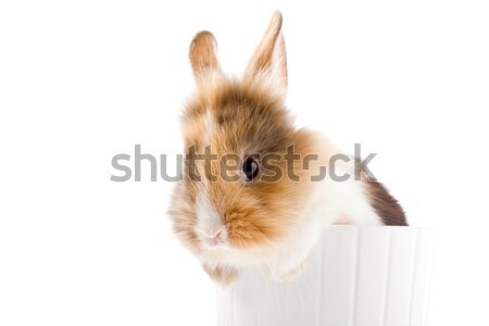 Karzeł królik głowie Fotografia godny podziwu biały Zdjęcia stock © Francesco83