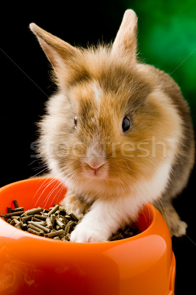 Stock photo: Dwarf Rabbit with Lion's head with his food bowl