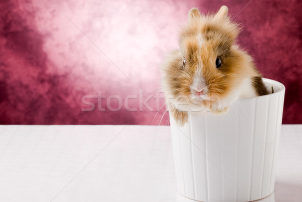 Dwarf Rabbit with Lion's head Stock photo © Francesco83