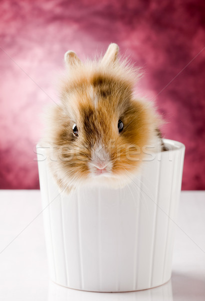 Dwarf Rabbit with Lion's head Stock photo © Francesco83