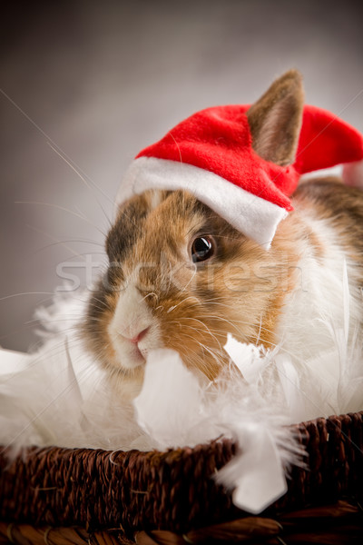 Dwarf Rabbit wearing a Santa Claus Costume Stock photo © Francesco83