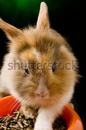 Karzeł królik głowie żywności puchar Fotografia Zdjęcia stock © Francesco83