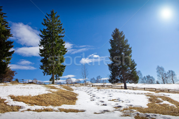 Wiosną Fotografia słońce śniegu Zdjęcia stock © Francesco83