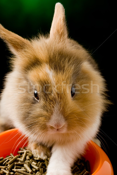 Karzeł królik głowie żywności puchar Fotografia Zdjęcia stock © Francesco83