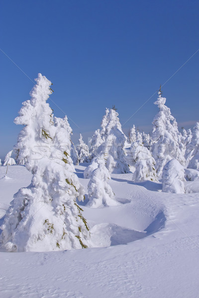 Winter Ansicht Schnee bedeckt Bäume Berg Stock foto © frank11