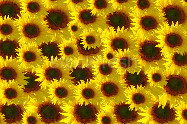 Słoneczniki piękna kwiat wiosną streszczenie charakter Zdjęcia stock © frank11