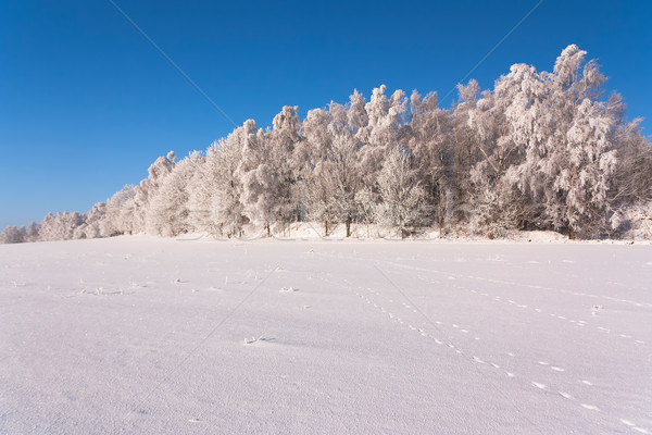 ストックフォト: 表示 · 冬 · 風景 · 木 · チェコ共和国 · 雪