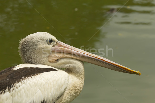 Closeup profile view of Pelican.  Stock photo © frank11