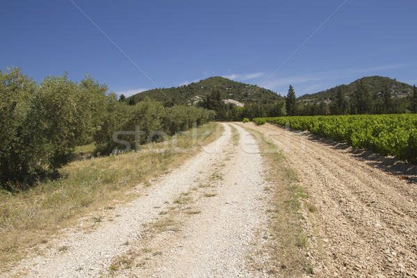 Toprak yol zeytin ağaçlar gökyüzü ağaç çim Stok fotoğraf © frank11