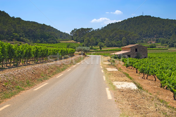 The road through the vineyards Stock photo © frank11