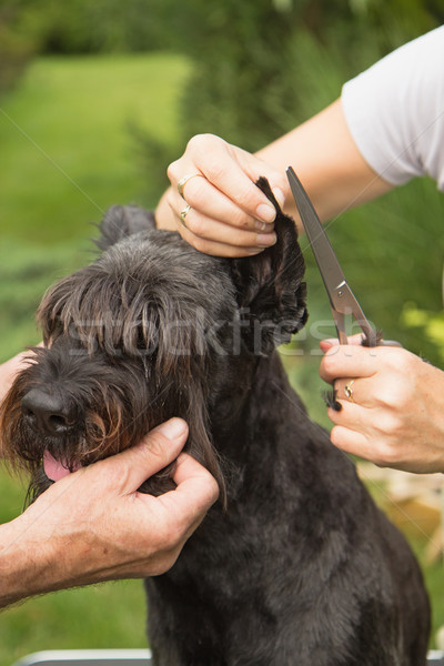 Cutting hair on the dog's ears Stock photo © frank11