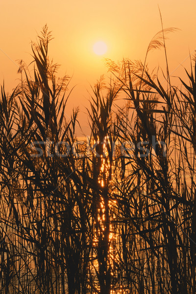 Reed in sunset  Stock photo © frank11