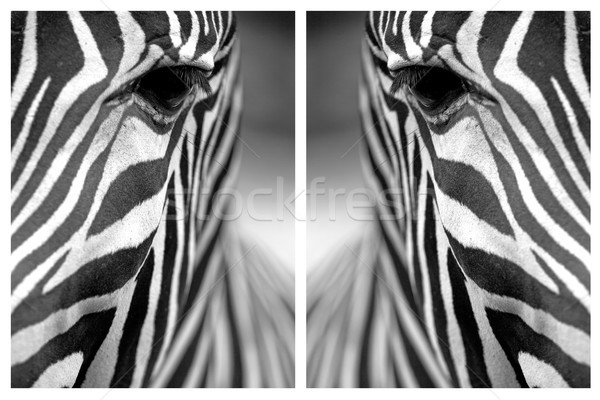 Monocromatico zebra pelle texture collage faccia Foto d'archivio © frank11