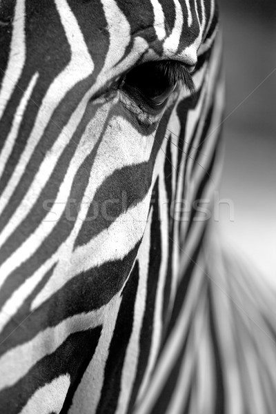 Monochromatyczny zebra skóry tekstury obraz twarz Zdjęcia stock © frank11