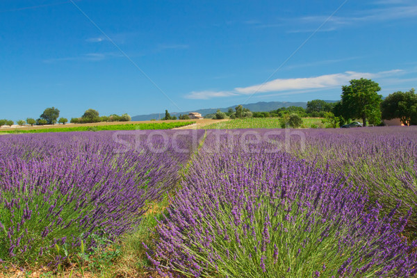 Vista paisaje campo de lavanda árbol nubes edificio Foto stock © frank11