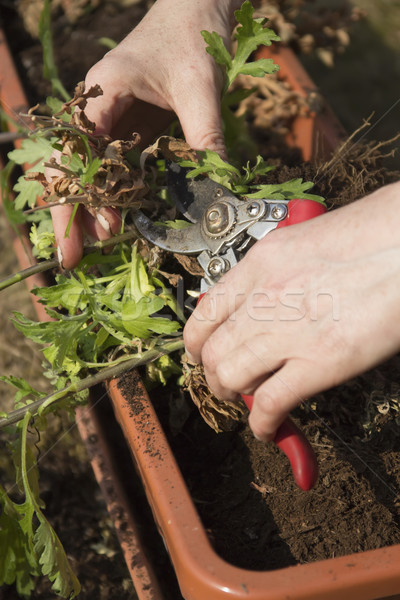 Treatment plants in self watering pot. Stock photo © frank11