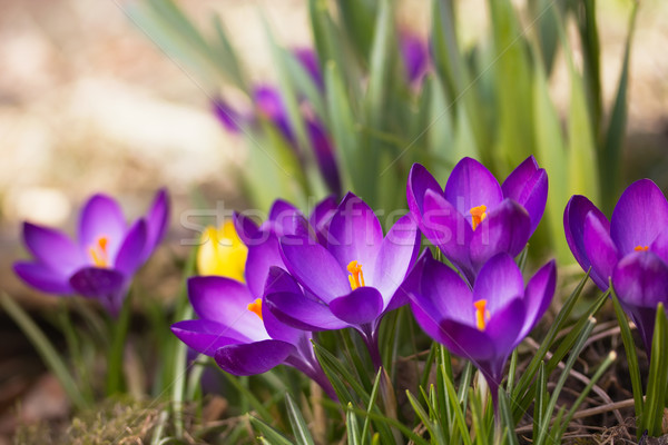 általános kilátás lila sáfrány virágok húsvét Stock fotó © frank11