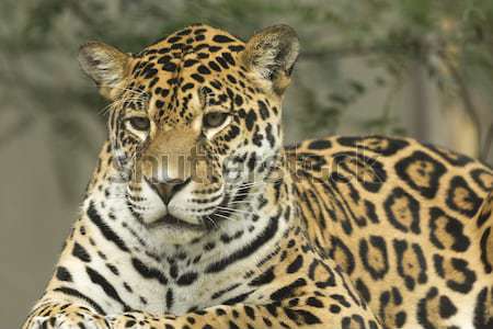 мнение Jaguar зеленый лице природы Сток-фото © frank11