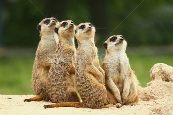 Gruppe sitzen zusammen aussehen alle Himmel Stock foto © frank11