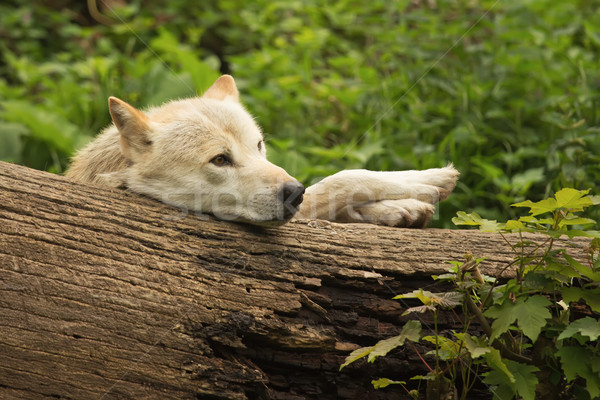 Funny biały wilk lesie za Zdjęcia stock © frank11