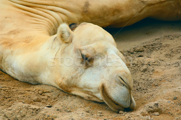 White camel's head  Stock photo © frank11