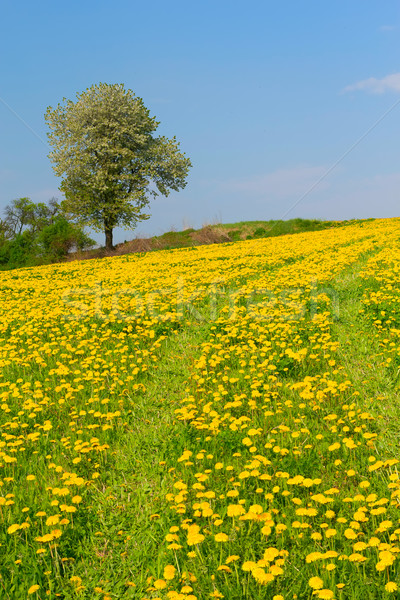 Löwenzahn Wiese allein Baum Frühling Blume Stock foto © frank11