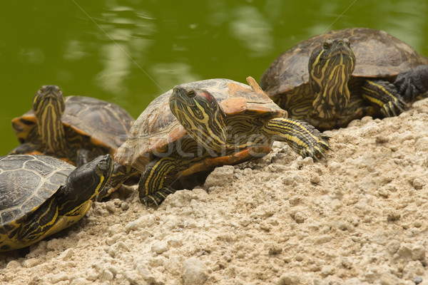 A beautiful turtle family  Stock photo © frank11