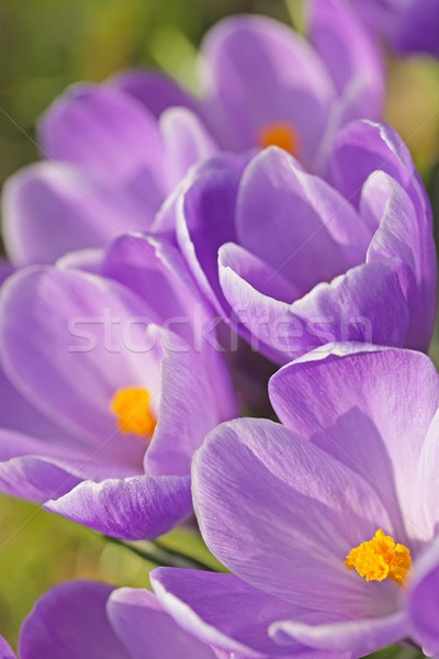 Widoku fioletowy szafran kwiaty Wielkanoc Zdjęcia stock © frank11