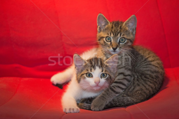 Kedi kardeşler kedi yavruları oturma kırmızı sandalye Stok fotoğraf © frank11