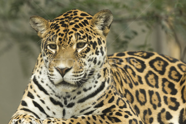 Jaguar portrait  Stock photo © frank11