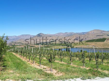 Rows of Fruit Trees Stock photo © Frankljr