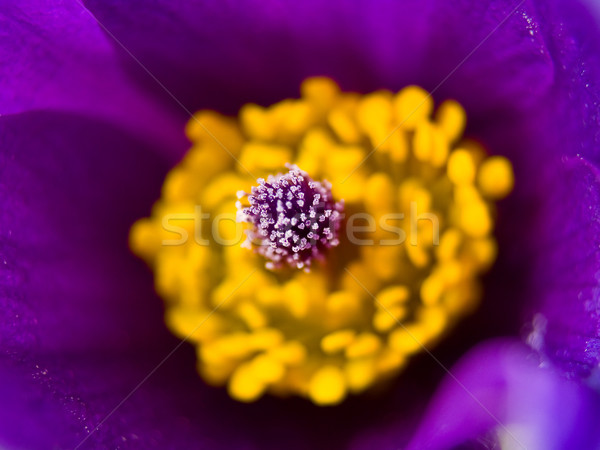 Violet galben macro floare frunze frumuseţe Imagine de stoc © Frankljr